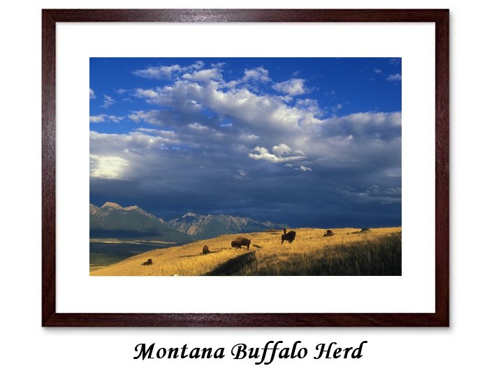 Buffalo Herd Animals Mammals Panorama Landscape 